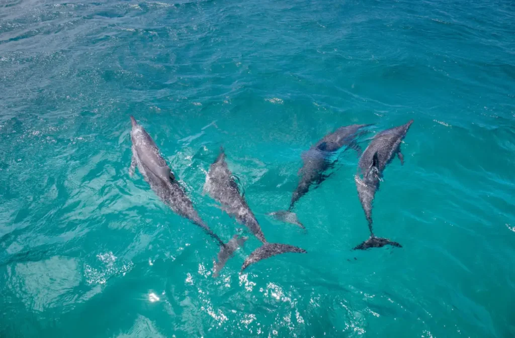 Golfinhos nadando em mar cristalino em Fernando de Noronha.