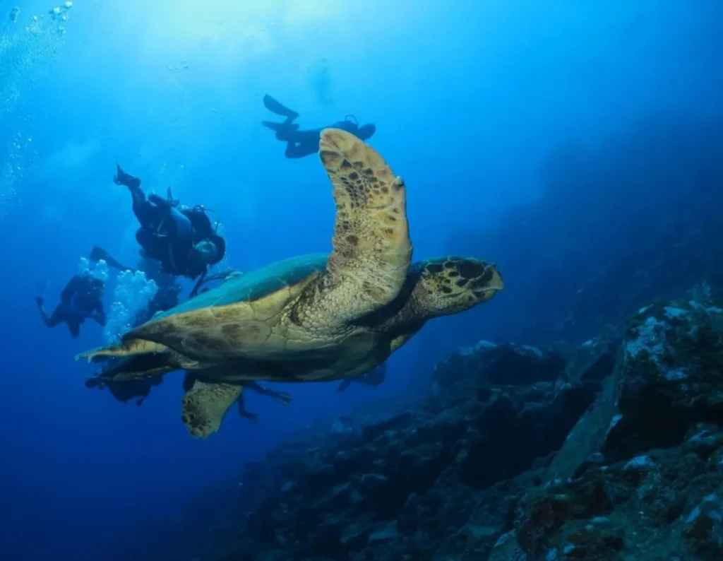 A rica vida marinha é um dos grandes atrativos de Fernando de Noronha.
