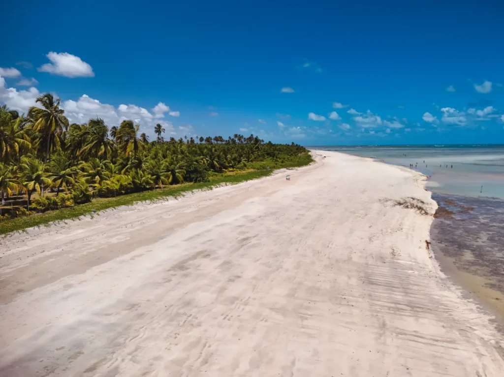 Praia de areia branca com coqueiros e mar calmo no litoral de Alagoas