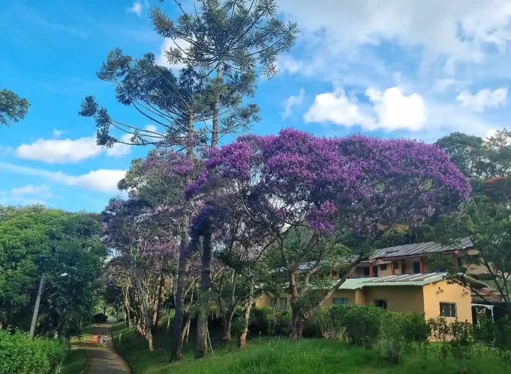 Área verde do Matiz Igaratá Resort, com árvores floridas e acomodações integradas à natureza.